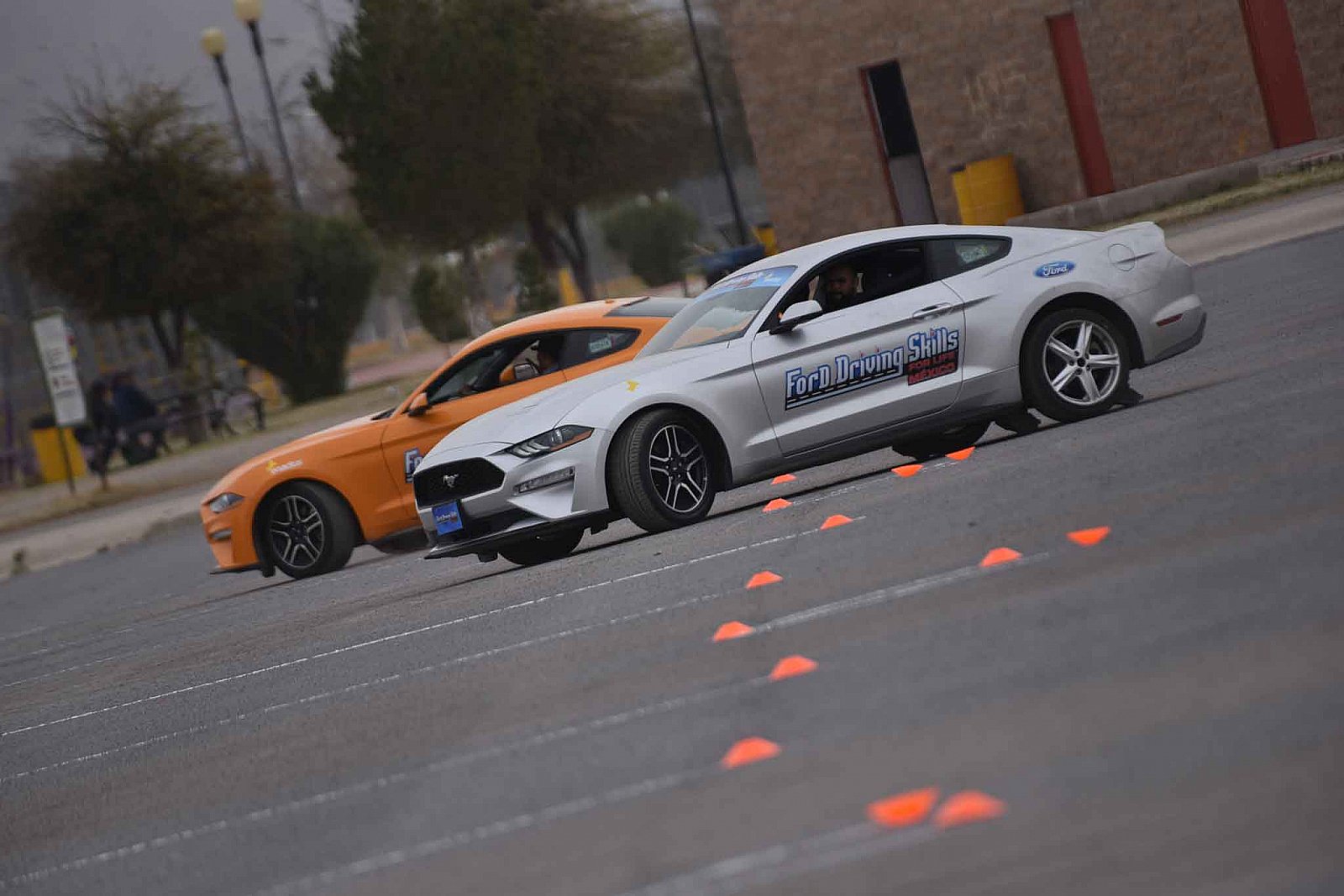 Ford DSFL Chihuahua - 2019